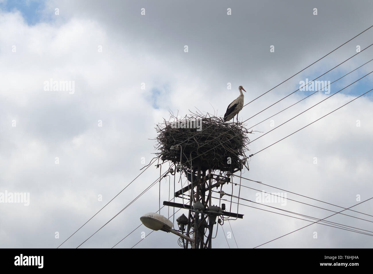 イッタラバード 鳥の巣 【公式通販】