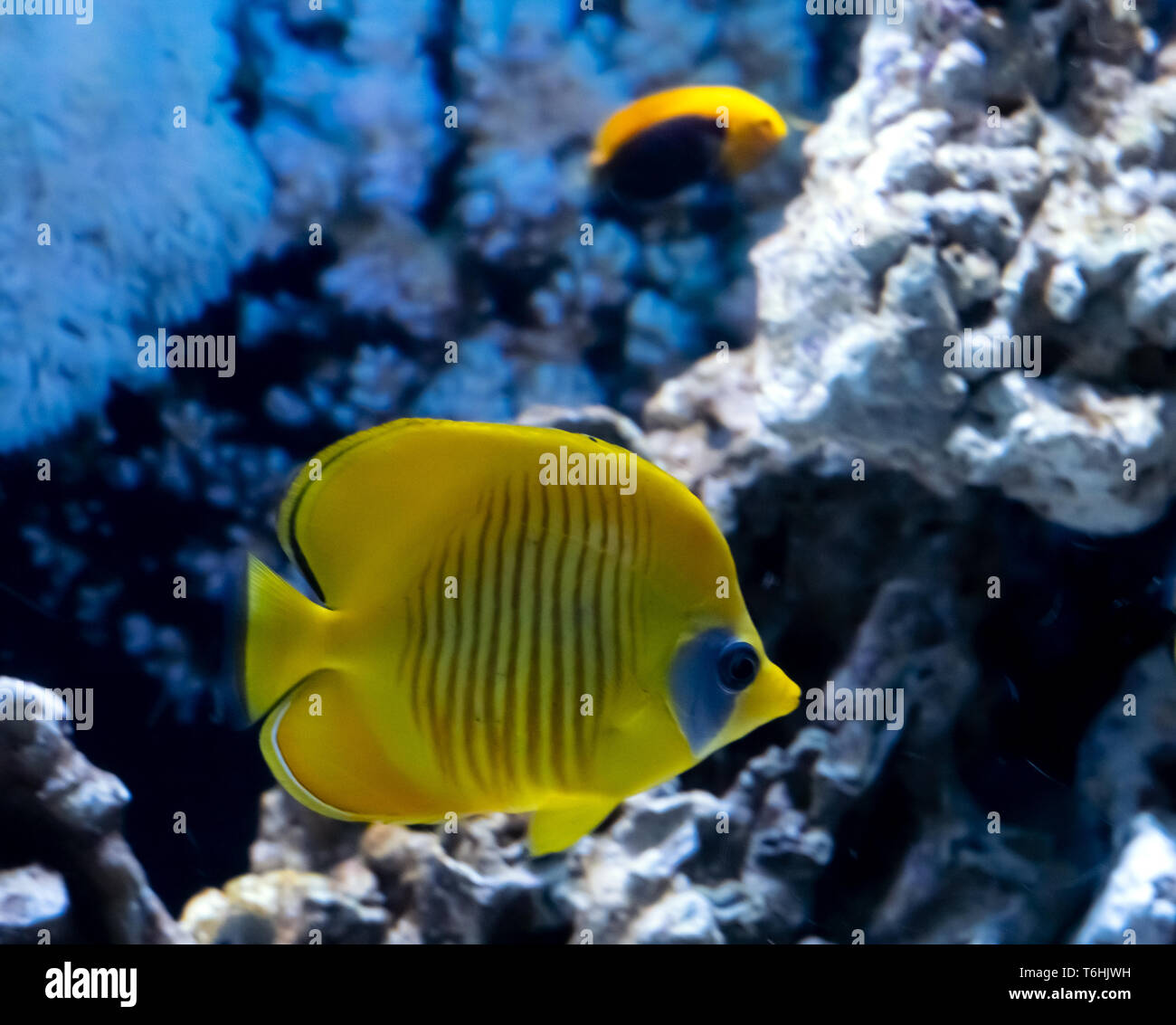 Bright yellow  tropical fish in coral reef landscape, Red Sea Stock Photo