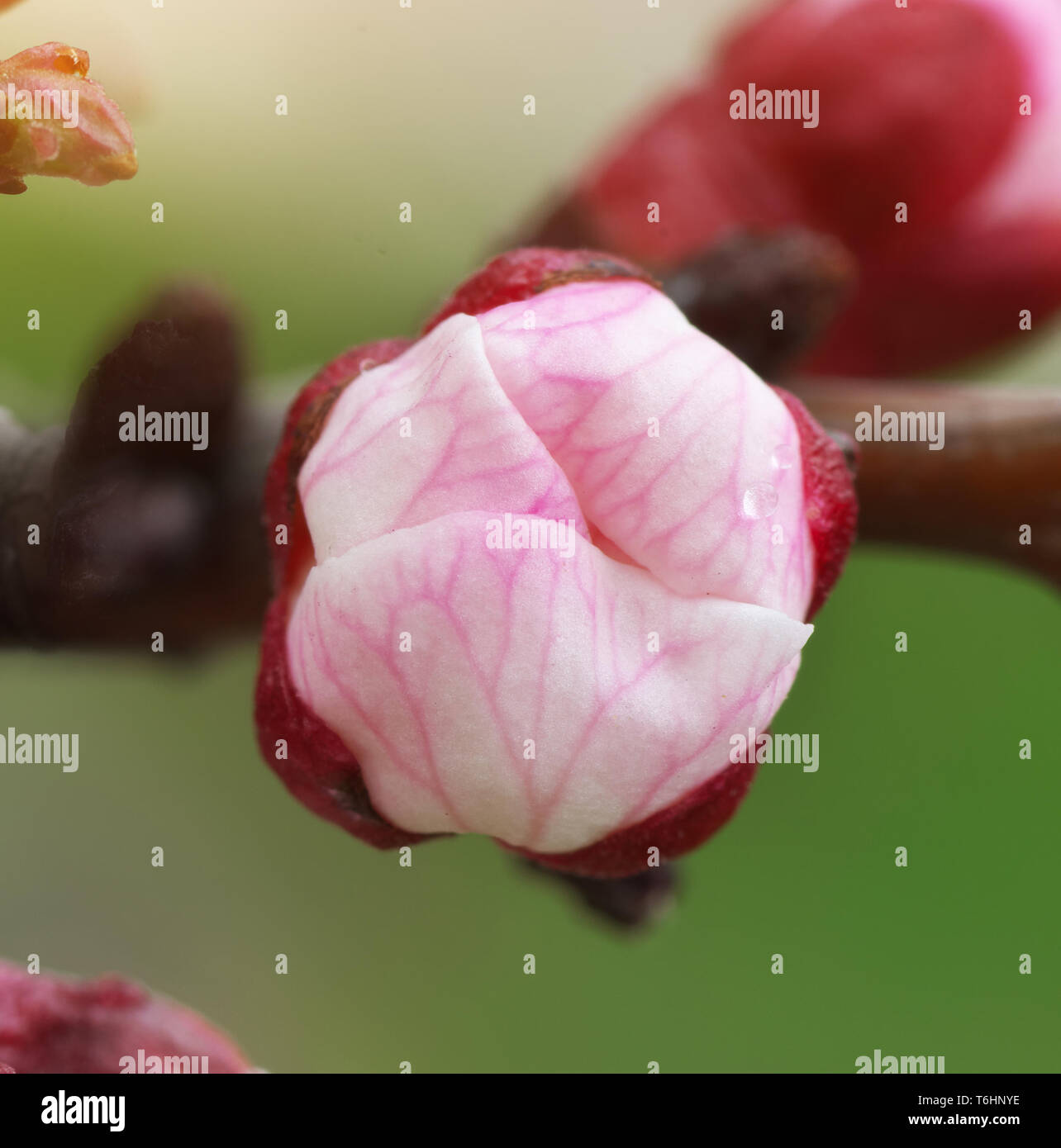 Spring Bud Single Spring bud. Composition of nature Stock Photo - Alamy