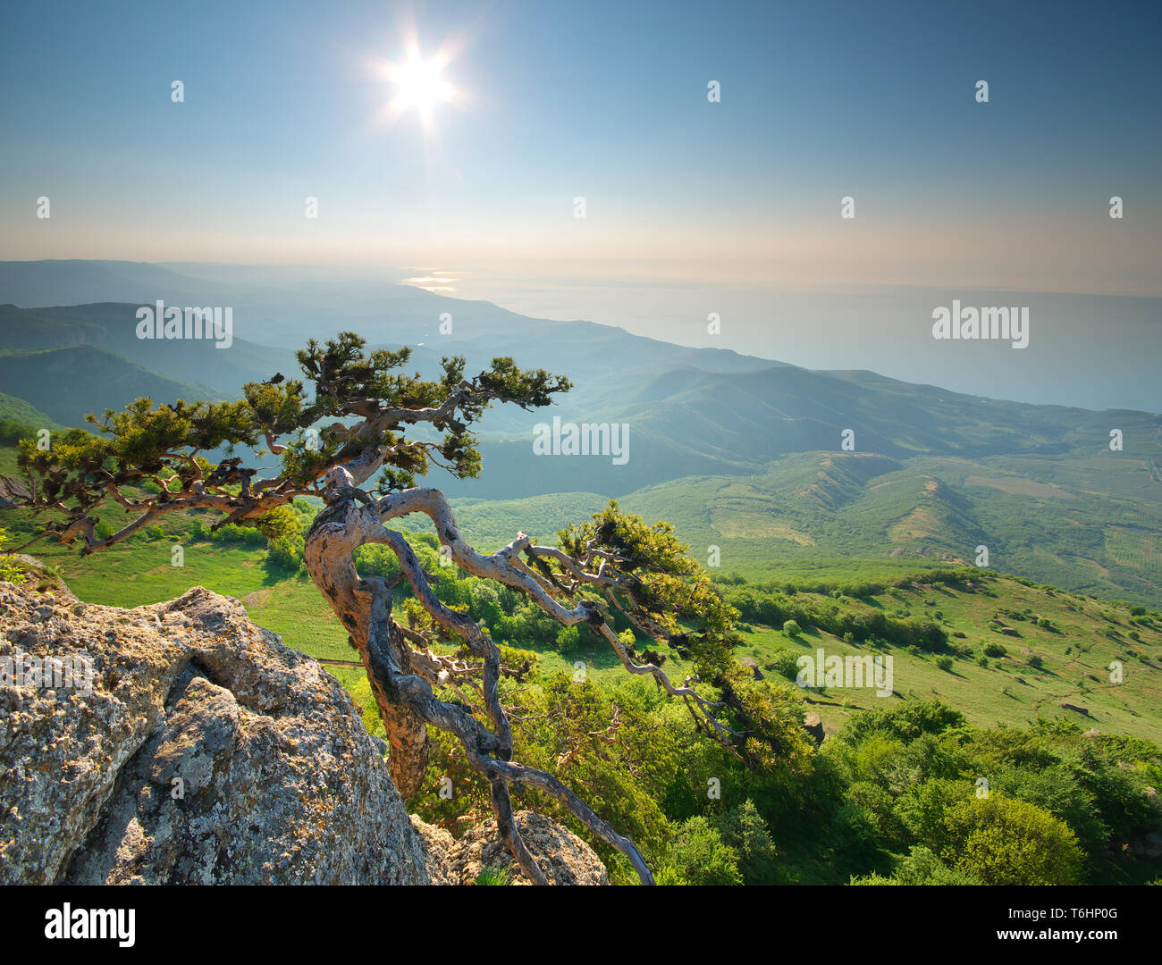 Mountain landscape. Spruce on the edge. Composition of nature Stock ...