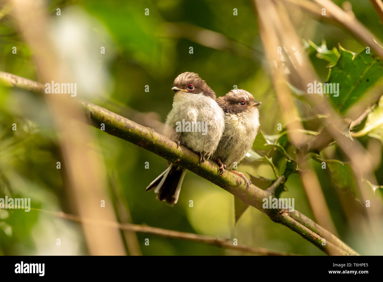 Colour wildlife portrait of two juvenile Long-tailed tits side-by-side (Aegithalos caudatus) which moments before photo had left their nest for the fi Stock Photo