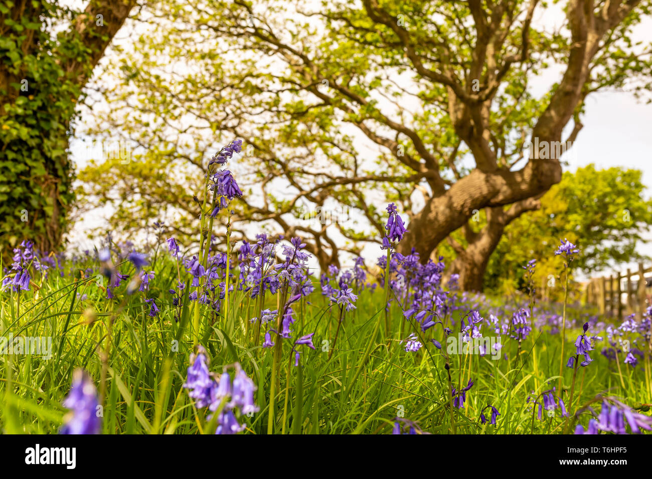 Creative colour landscape photograph with in-focus spanish bluebells in foreground and windswept trees in background, Taken in Poole, Dorset, England. Stock Photo
