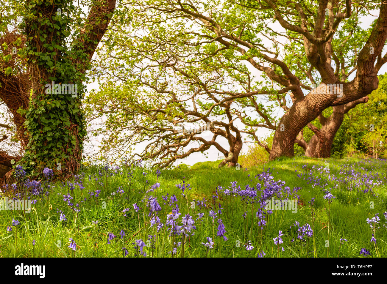 Colour landscape photograph of carpet of spanish bluebells in bloom under windswept trees in background, Taken in Poole, Dorset, England. Stock Photo