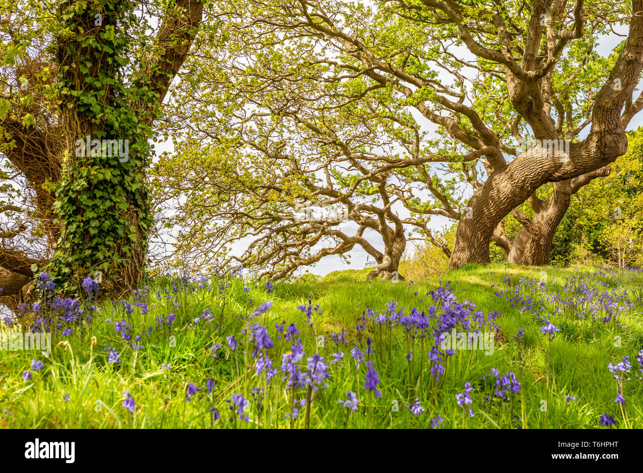 Colour landscape photograph of carpet of spanish bluebells out of focus in bloom under windswept trees in background, Taken in Poole, Dorset, England. Stock Photo