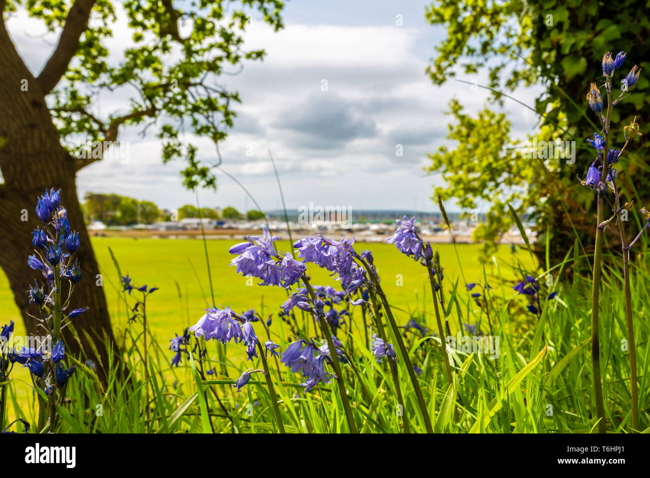 Colour landscape photograph of Spanish bluebells in bloom on bank overlooking playing field, taken on White cliff, Poole, Dorset, England. Stock Photo