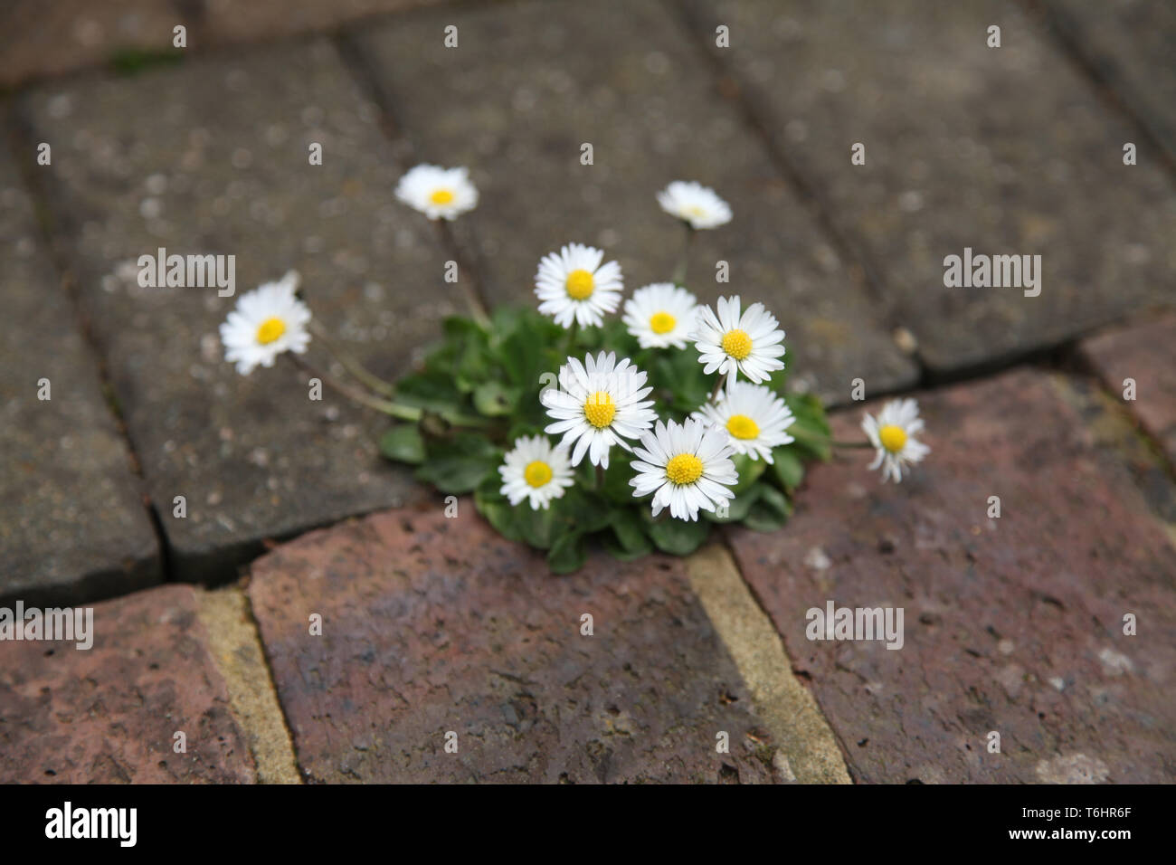 Weeds growing in cracks hi-res stock photography and images - Alamy