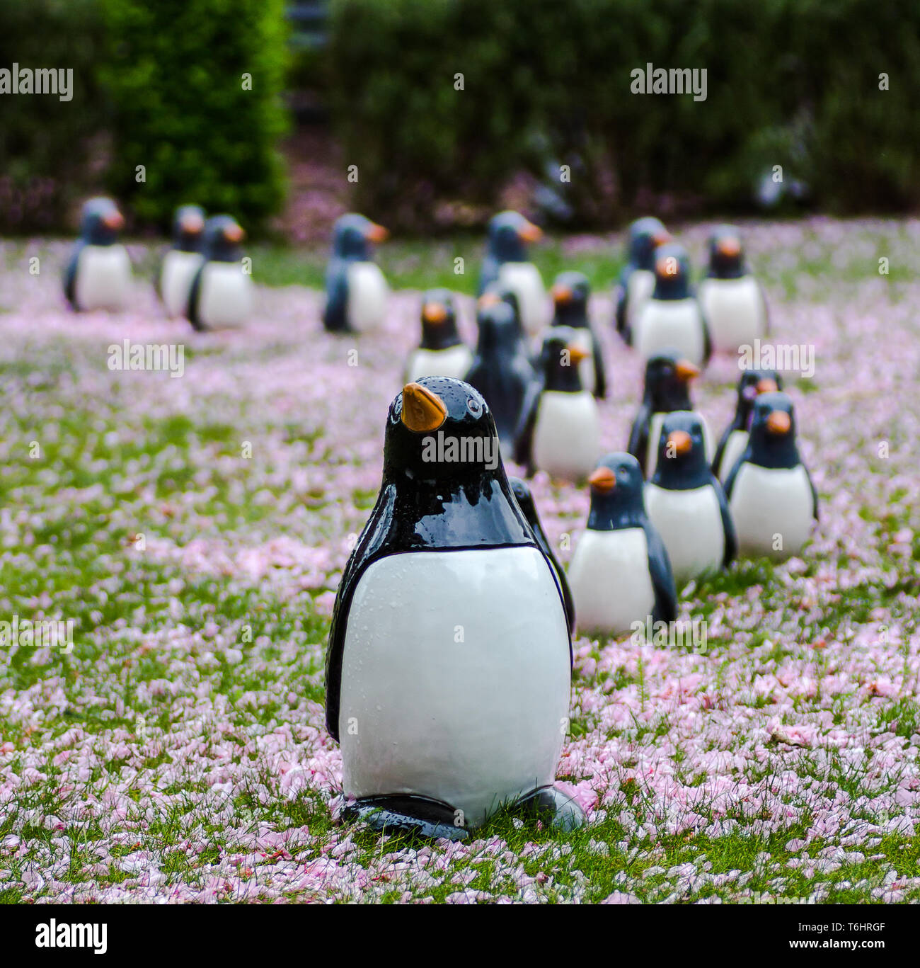 A line of garden ornamental Penguins. Stock Photo