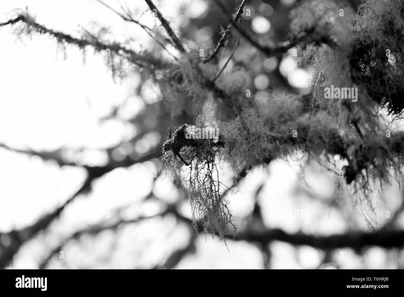 Moss on tree in forest on background,close up Stock Photo