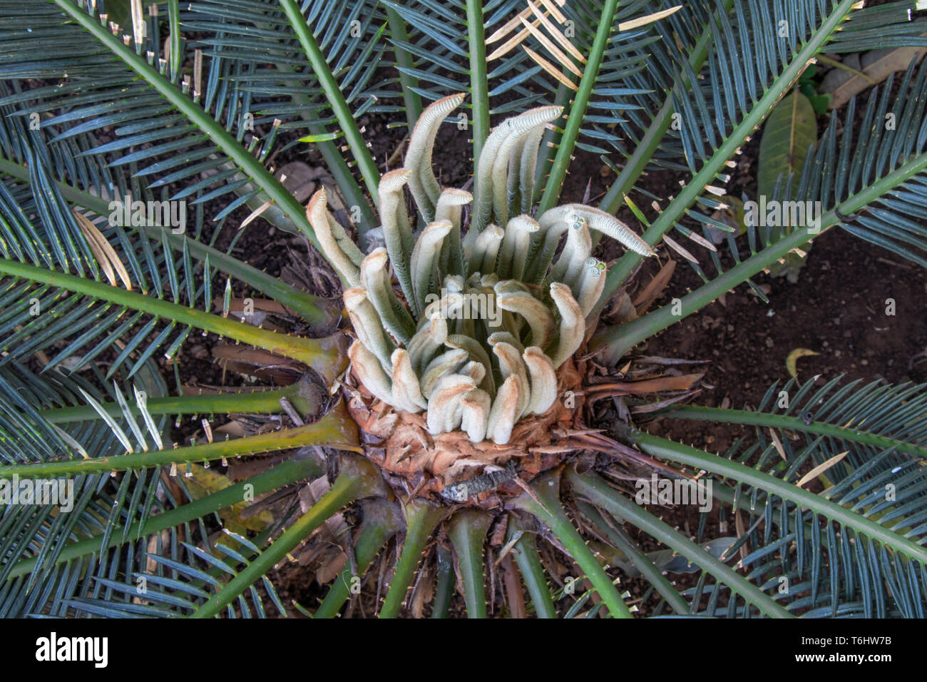 SAGO Palm, Cycas plant bud cones converting into new leafs Stock Photo
