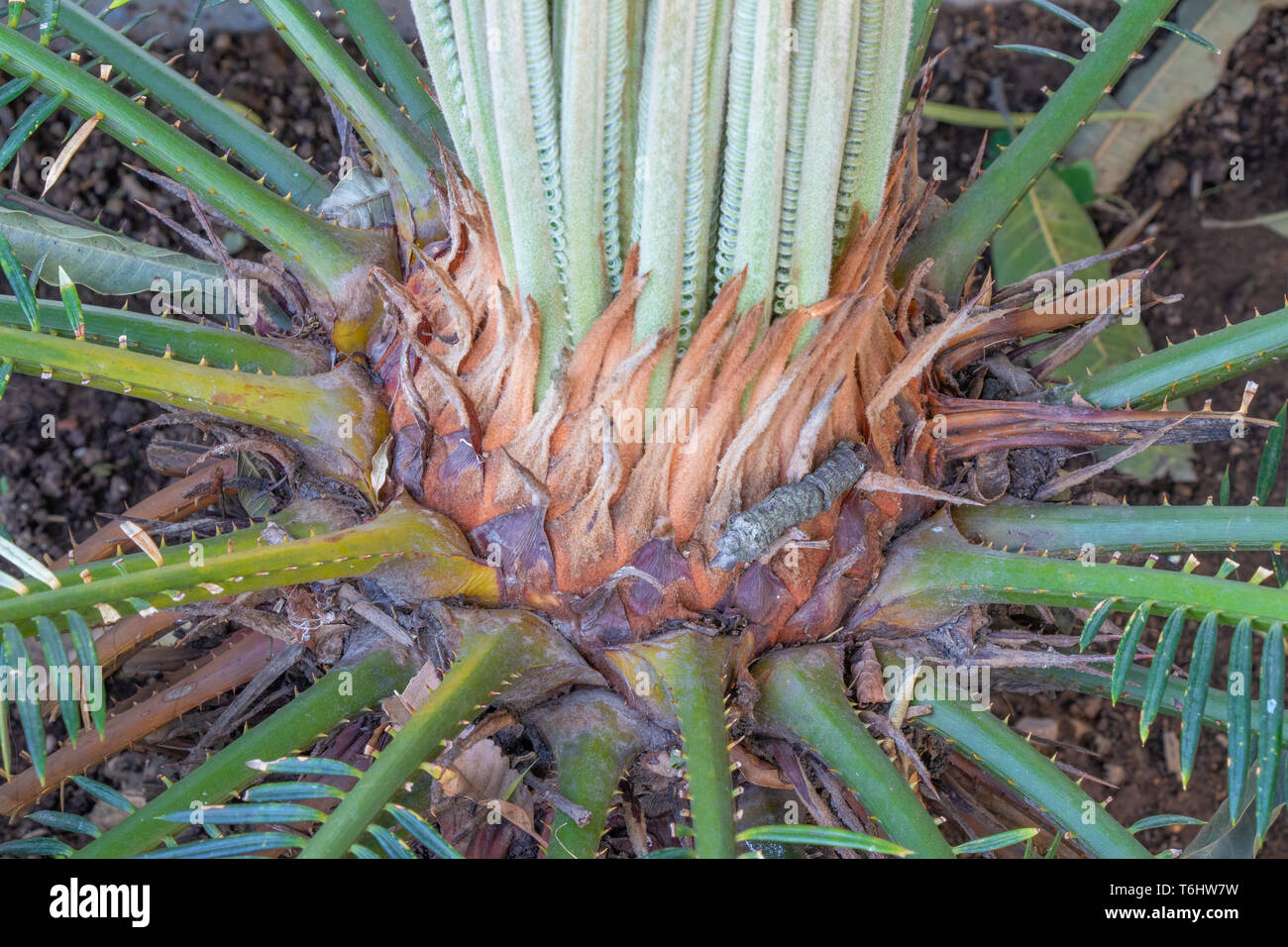 SAGO Palm, Cycas plant bud cones converting into new leafs Stock Photo