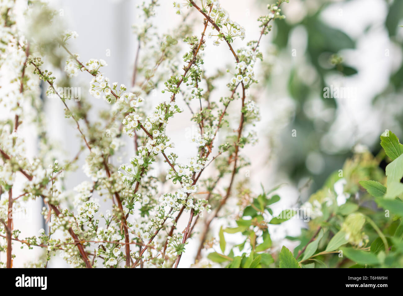 Spirea White Plant Nature High Resolution Stock Photography And Images Alamy