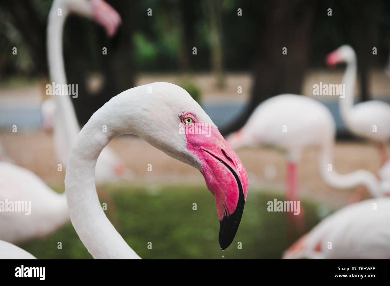 Neck Deep Up To Its Neck High Resolution Stock Photography And Images Alamy