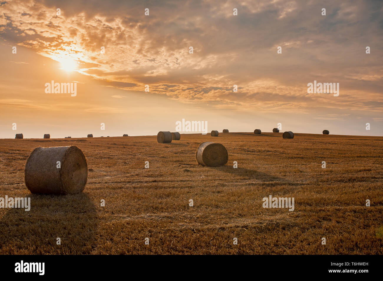 harvested field with straw bales in summer Stock Photo - Alamy