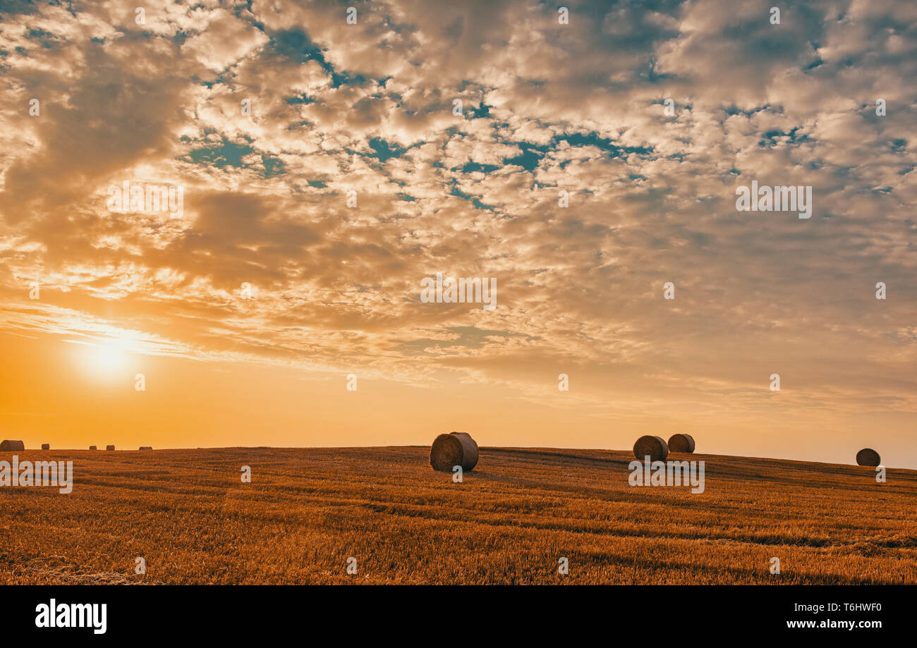 harvested field with straw bales in summer Stock Photo - Alamy