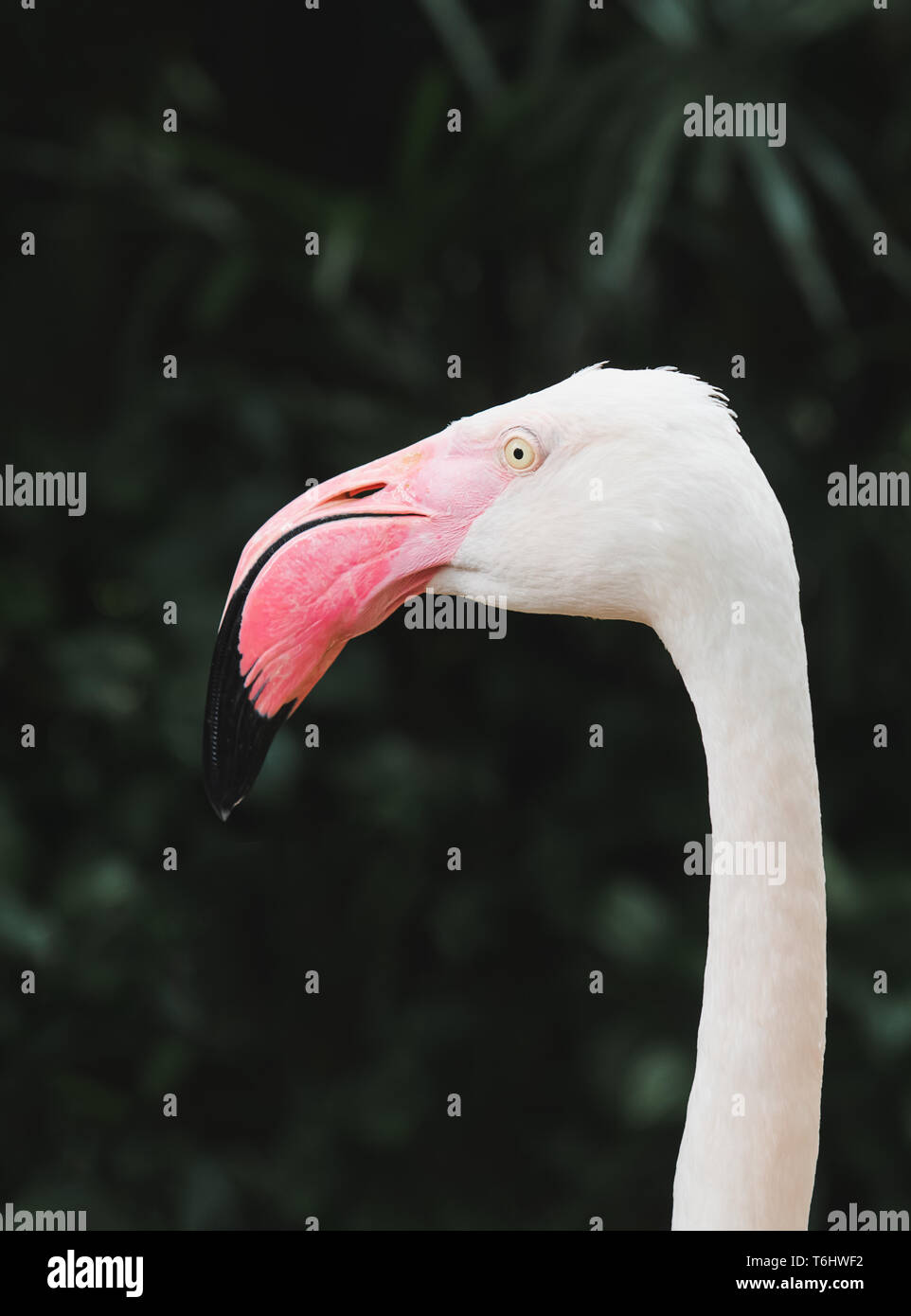 Neck Deep Up To Its Neck High Resolution Stock Photography And Images Alamy