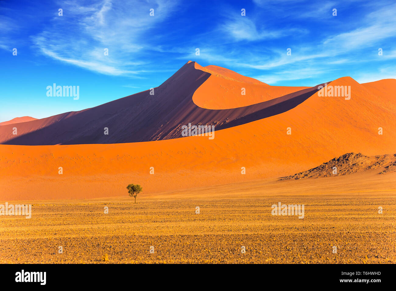 A small lonely tree in a vast desert Stock Photo