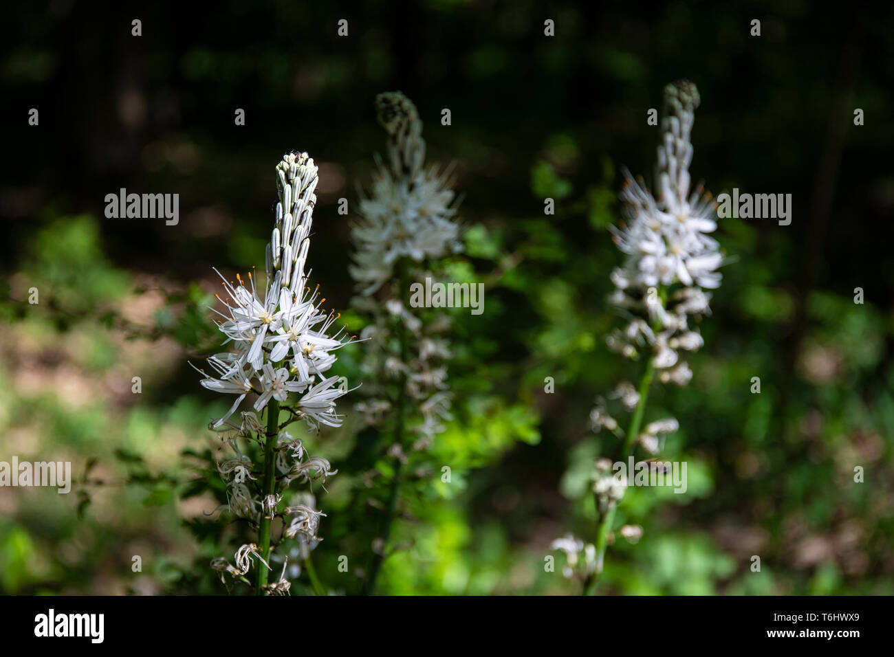 three white flowered asphodels (asphodelus albus) in bloom in late april at Parco Ticino, Italy. Stock Photo