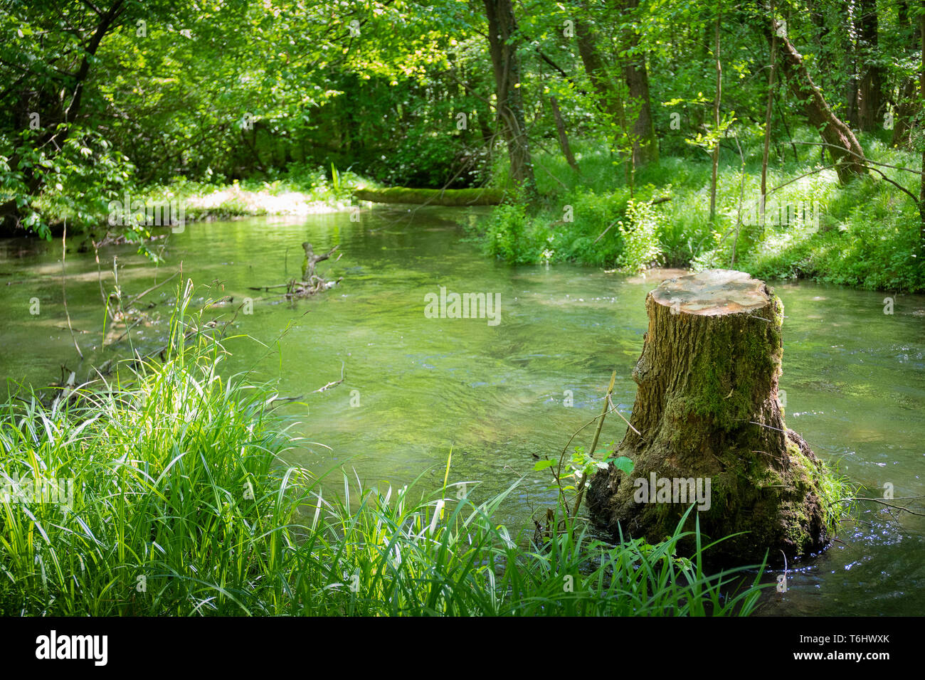 Flooded water stream in woodland, with a cut down tree in the middle surrounded by water in green landscape. Ramo Delizia, Ticino River, Italy. Stock Photo