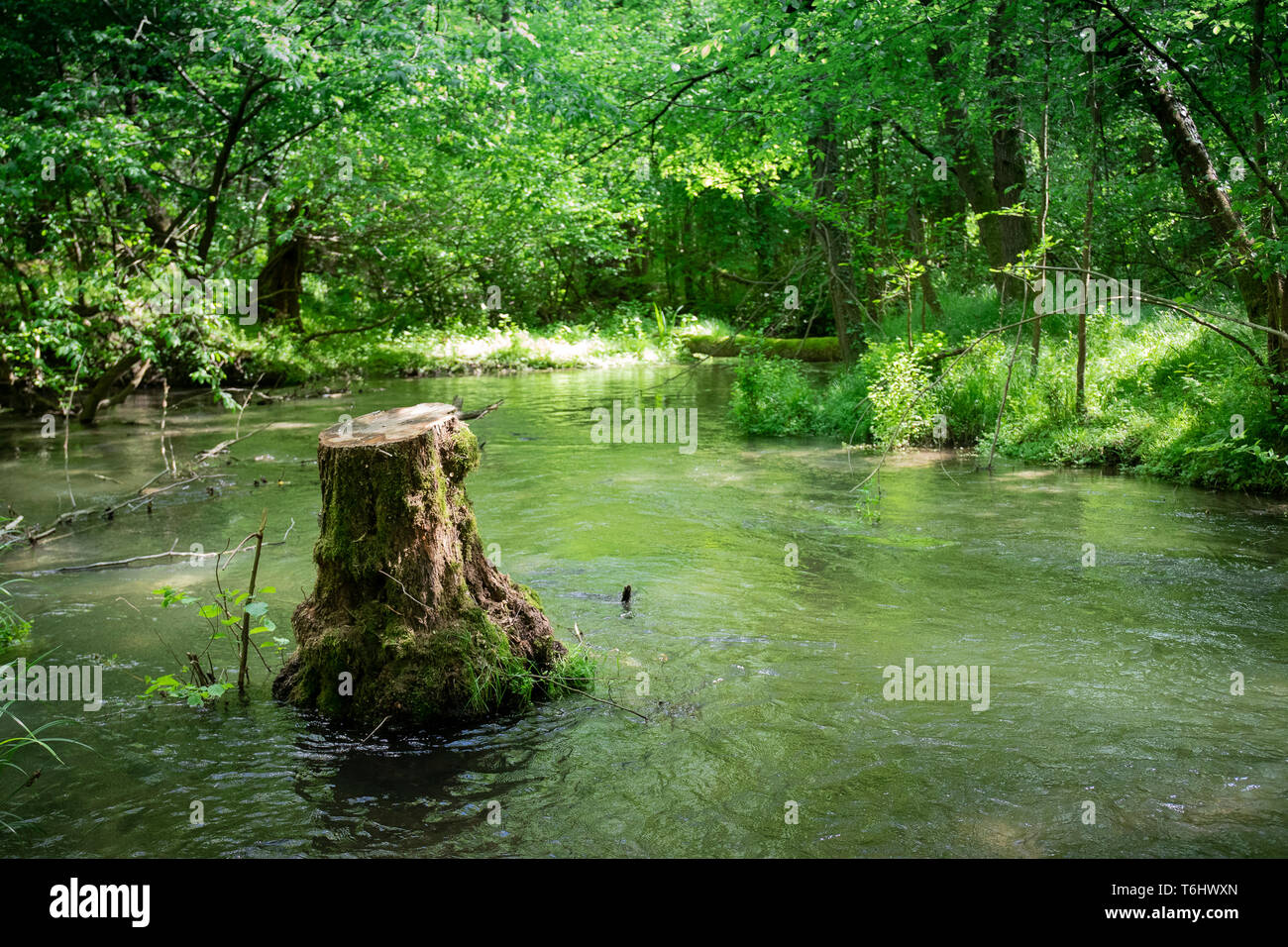 Flooded water stream in woodland, with a cut down tree in the middle surrounded by water in green landscape. Ramo Delizia, Ticino River, Italy. Stock Photo