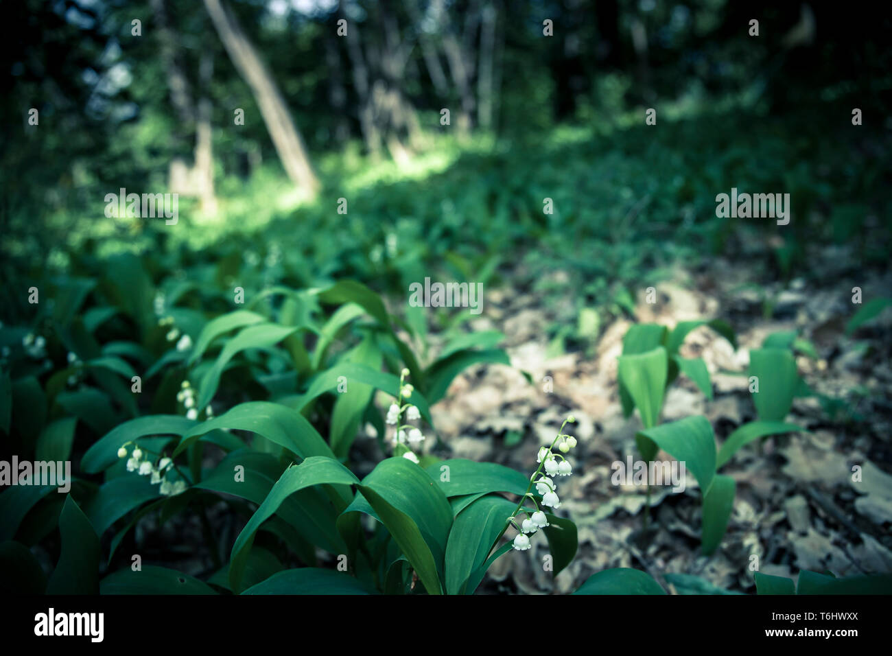 woodland landscape with low point of view and focus on the lily of the valley flowers in the foreground (Convallaria majalis). Parco Ticino, Italy. Stock Photo
