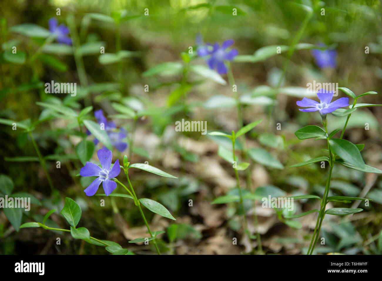blue periwinkles flowers (VINCA MAJOR) in bloom in late april at Parco Ticino, Italy Stock Photo