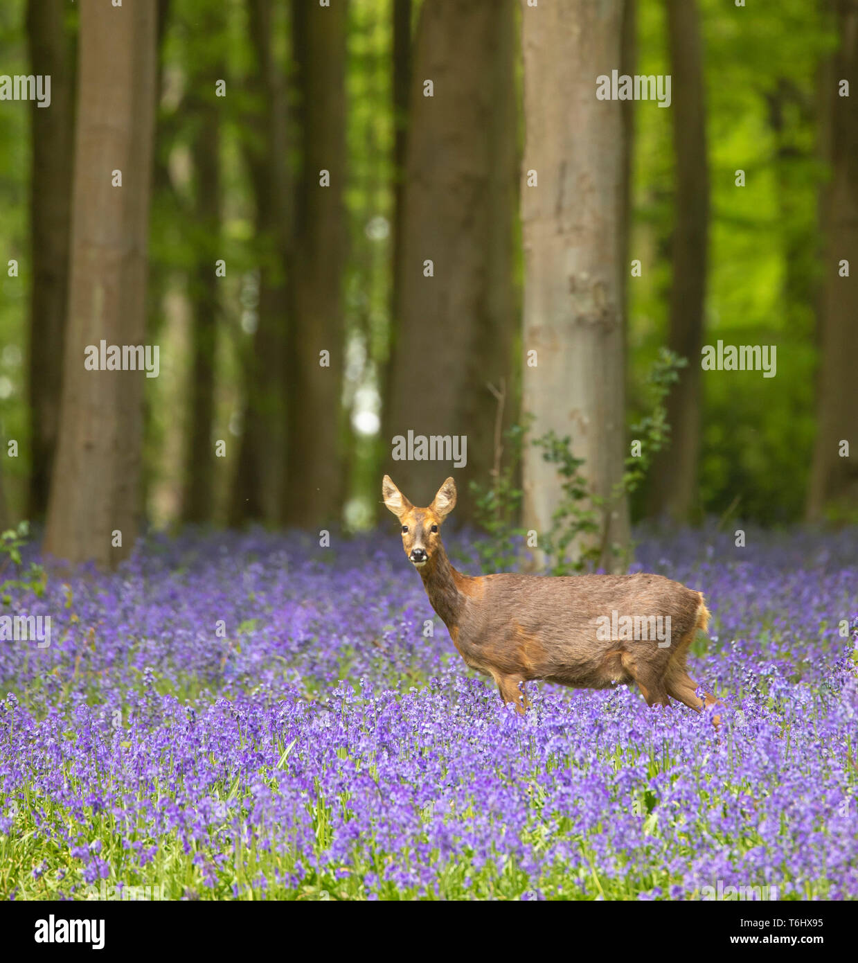 Roe deer standing in beautiful Spring bluebell woods Stock Photo