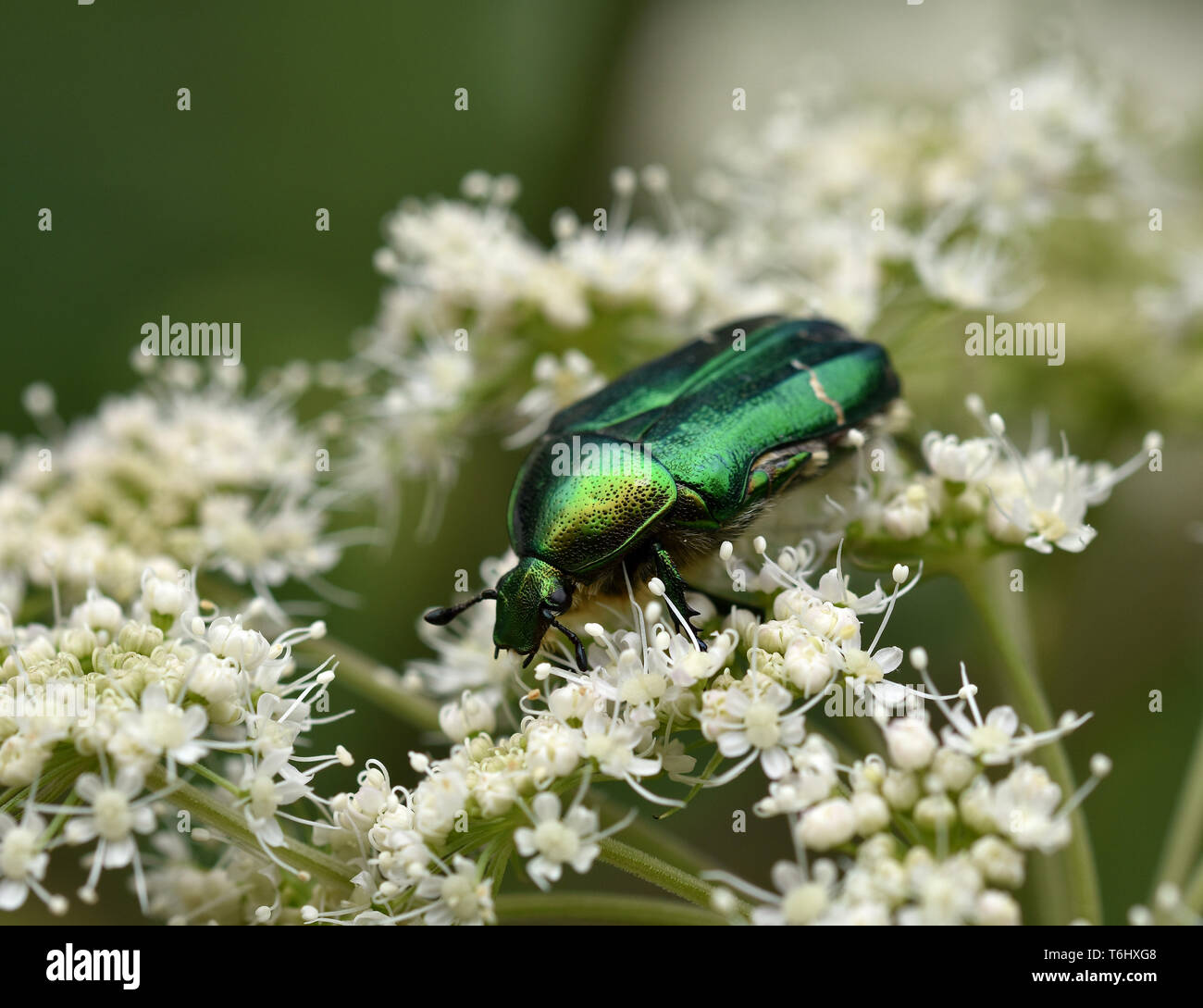 flower chafer, goldsmith beetle, rose chafer, Stock Photo