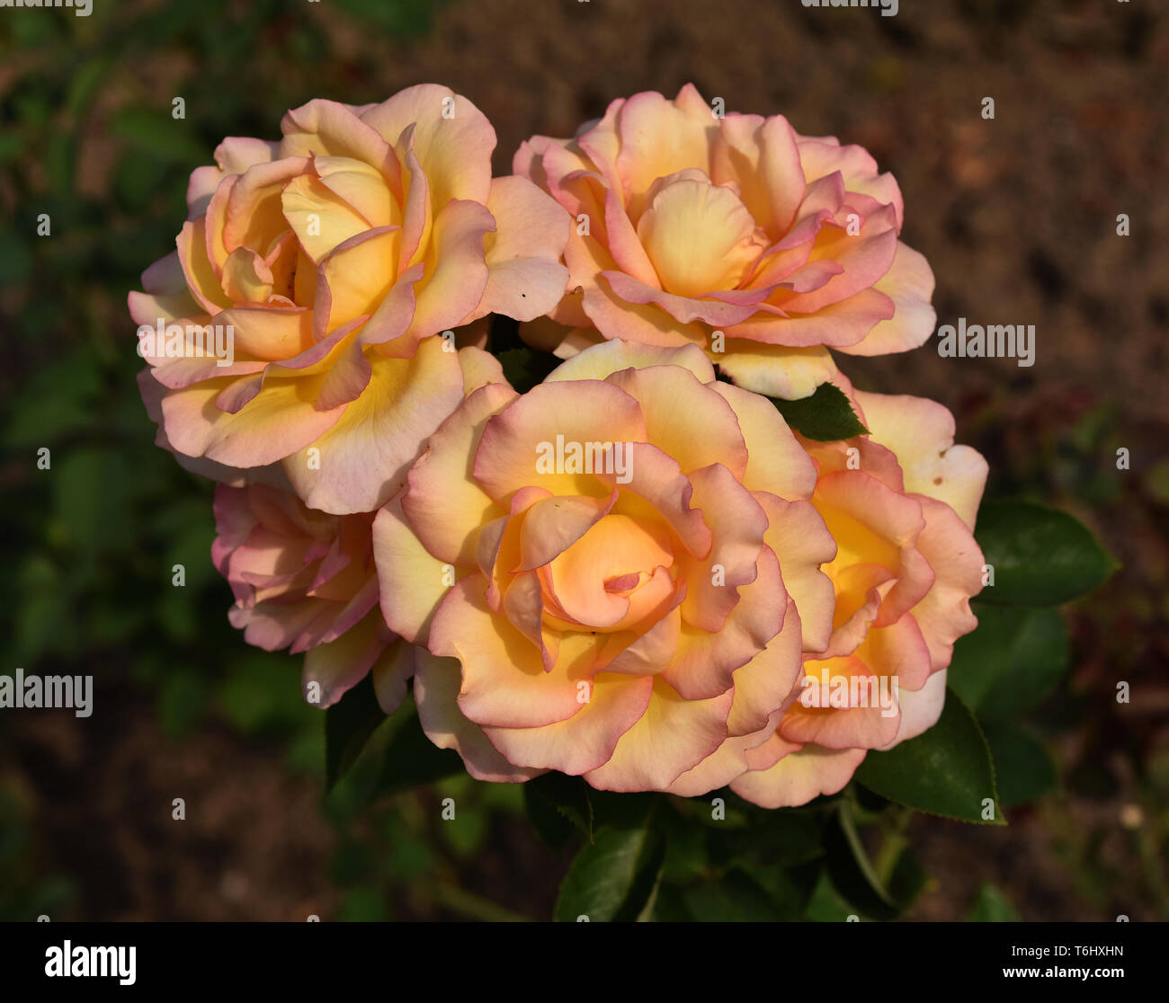 Rose, blossom, Stock Photo