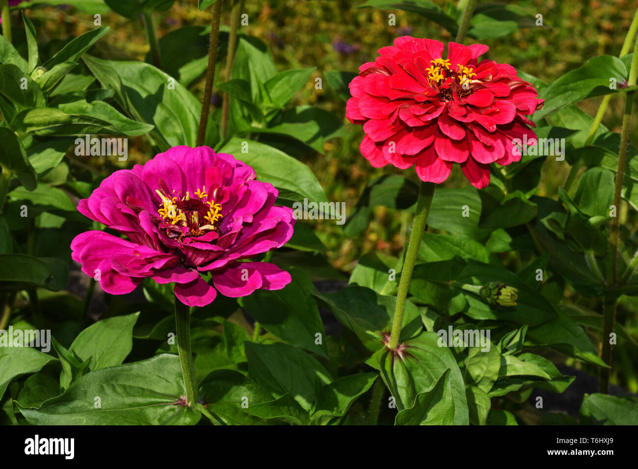 Zinnia, blossom, flowering, Stock Photo
