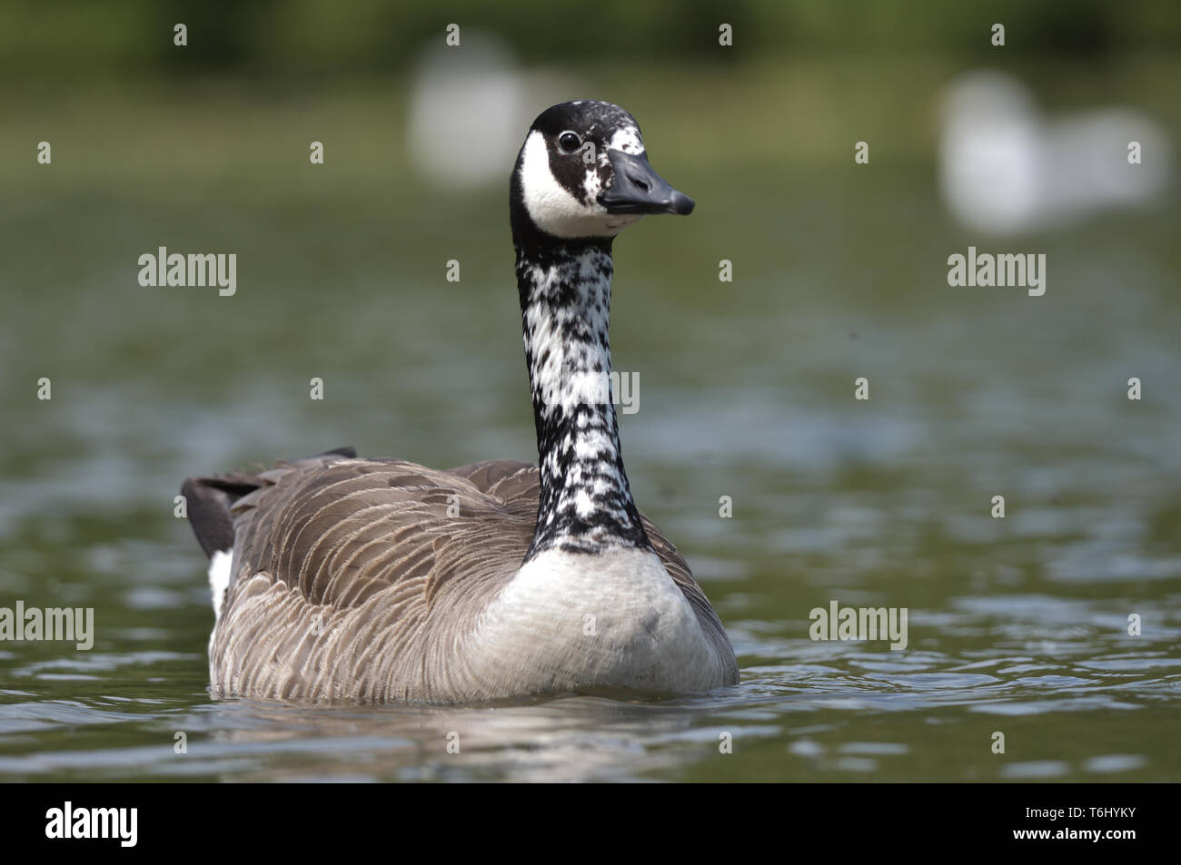 Canadian goose ladies discount