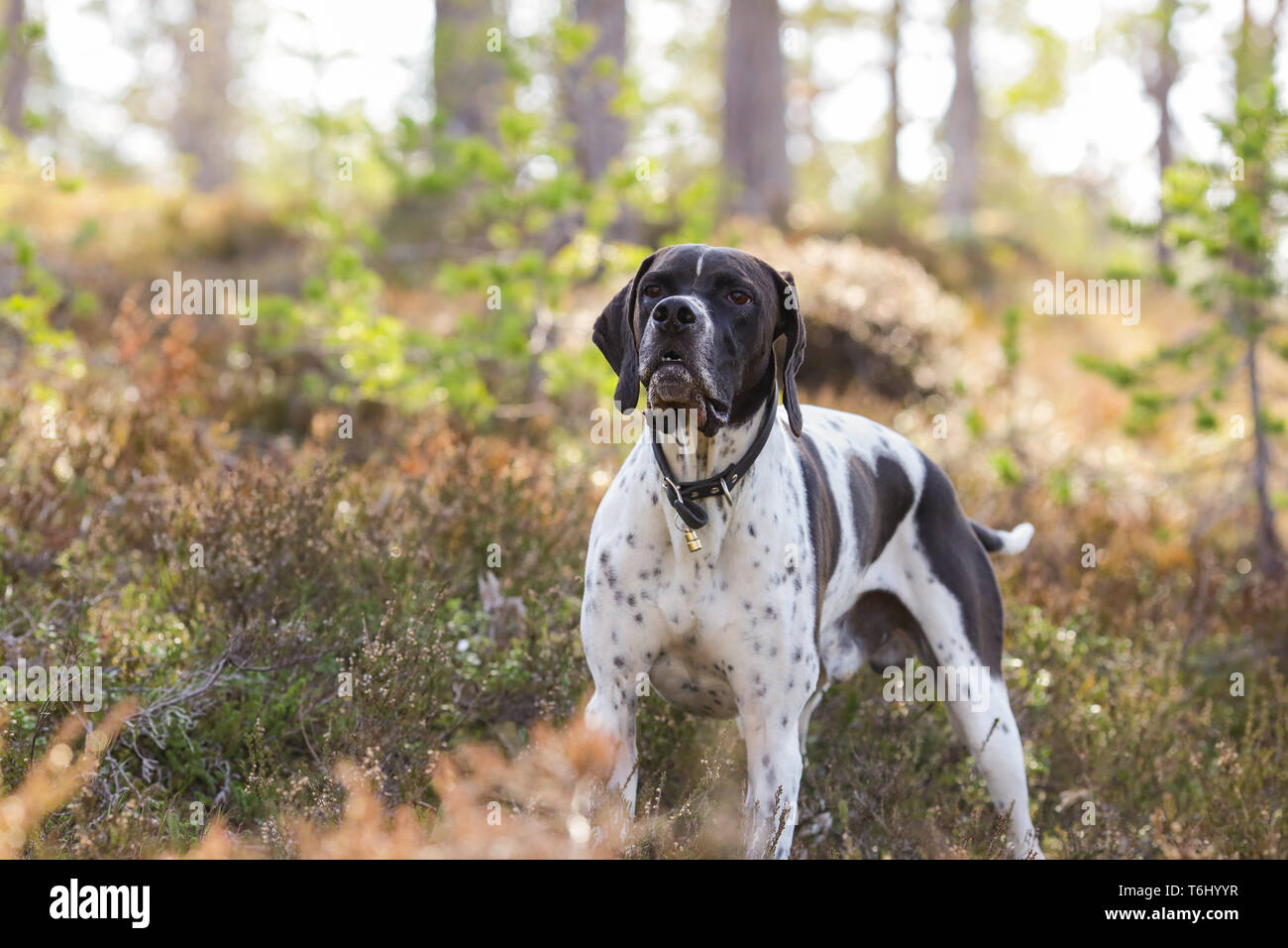 Dog english pointer standing in the woods Stock Photo - Alamy
