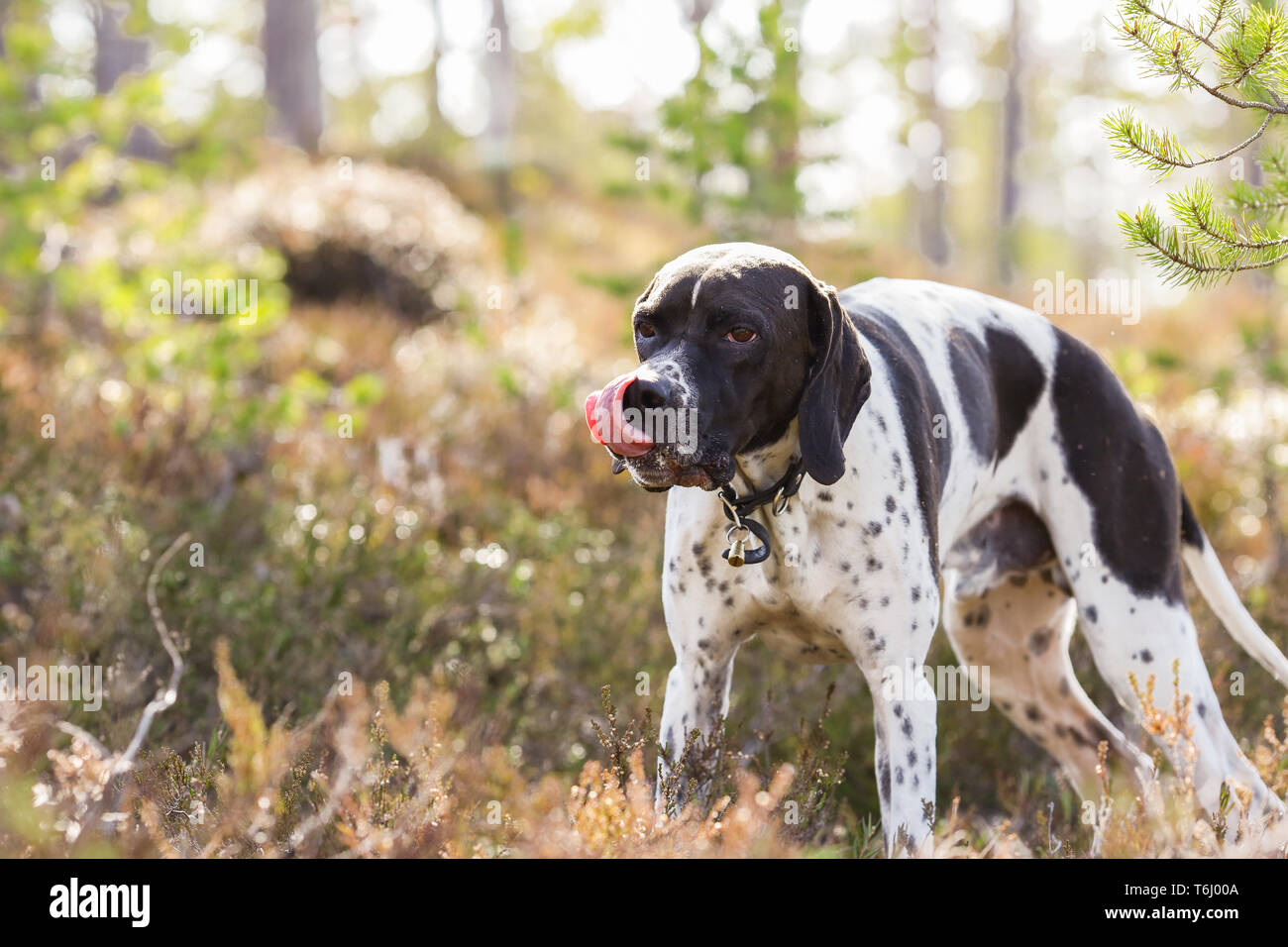 Dog english pointer standing in the woods Stock Photo - Alamy