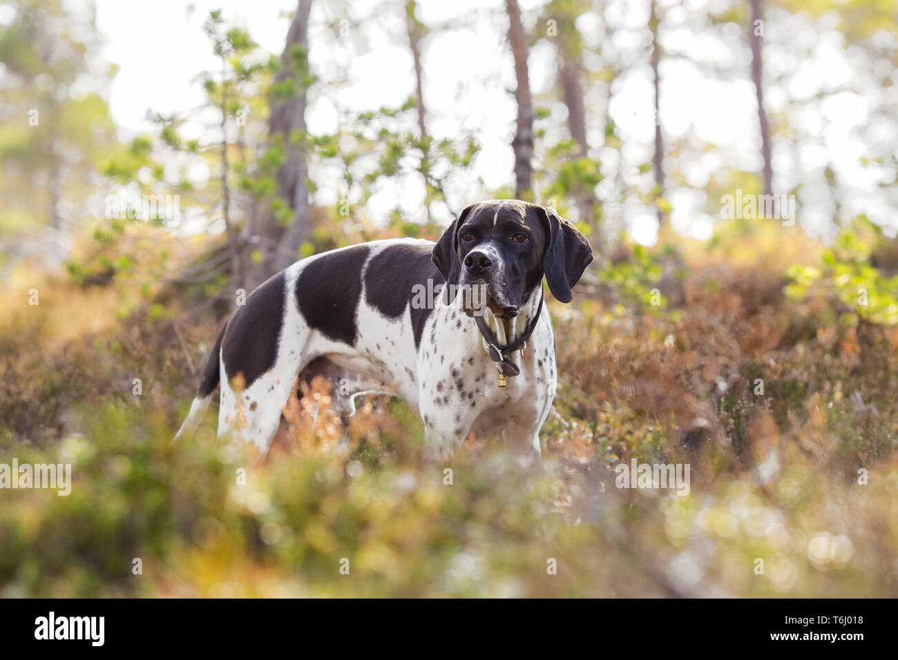 Dog english pointer standing in the woods Stock Photo - Alamy