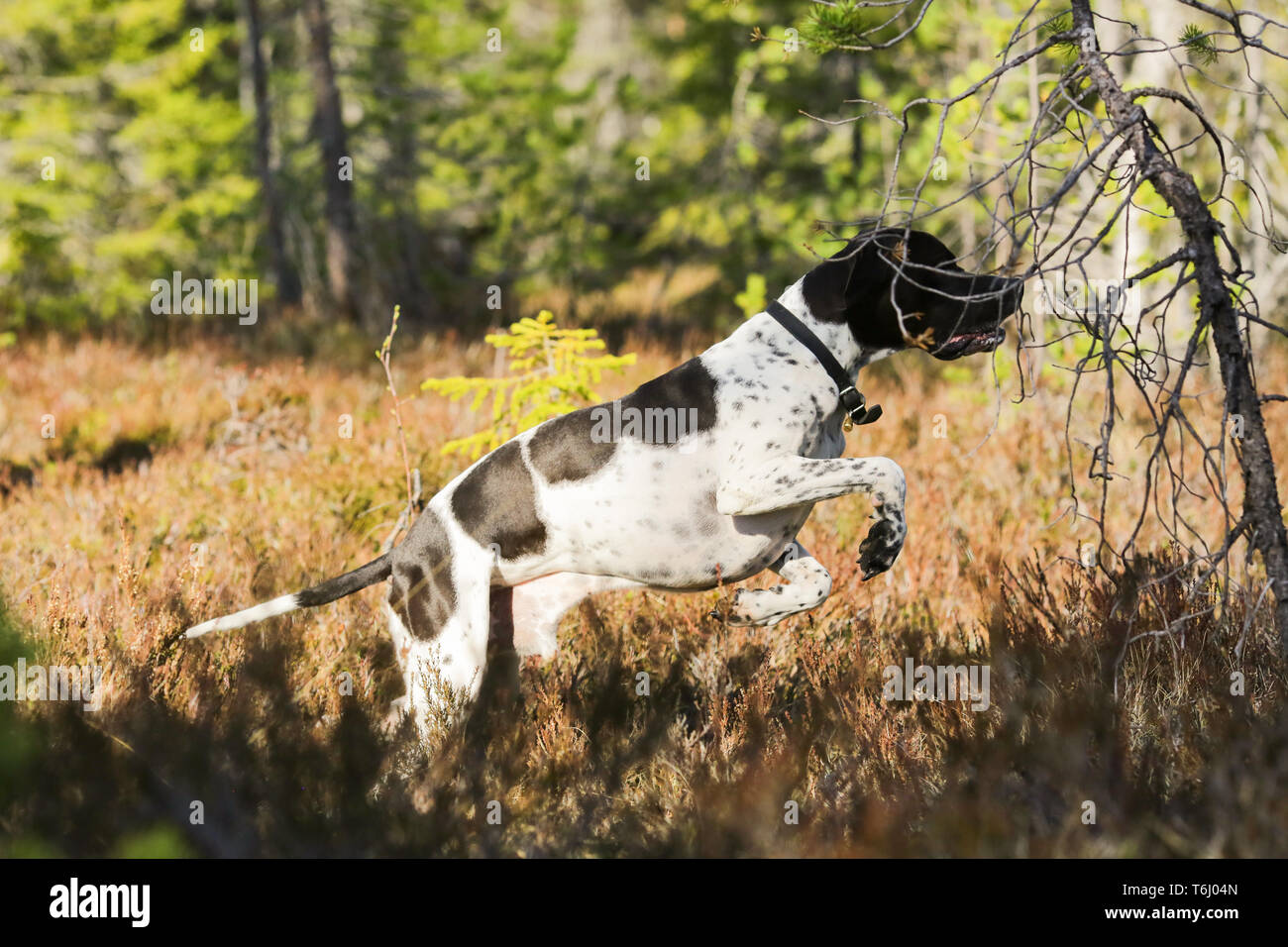 Dog english pointer hunting in the woods Stock Photo Alamy