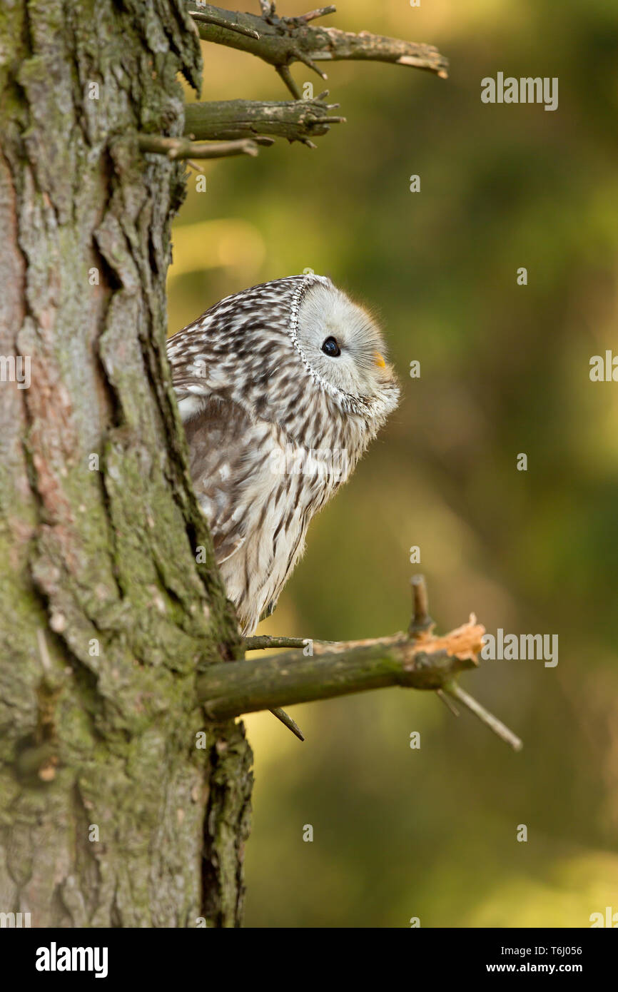 Ural owl (Strix uralensis) is a medium-sized nocturnal owl of the genus Strix, with up to 15 subspecies found in Europe and northern Asia. Stock Photo