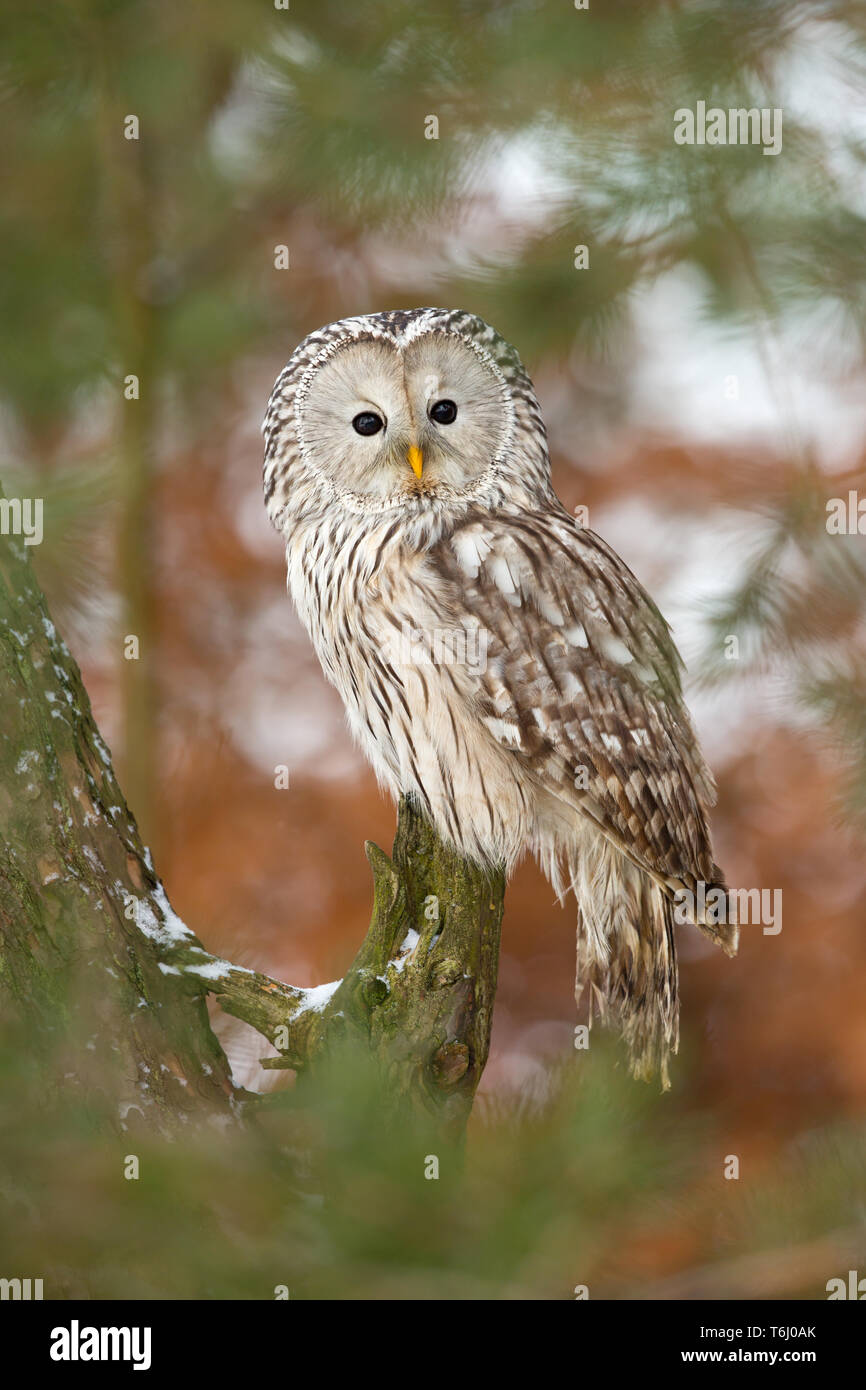 Ural owl (Strix uralensis) is a medium-sized nocturnal owl of the genus Strix, with up to 15 subspecies found in Europe and northern Asia. Stock Photo