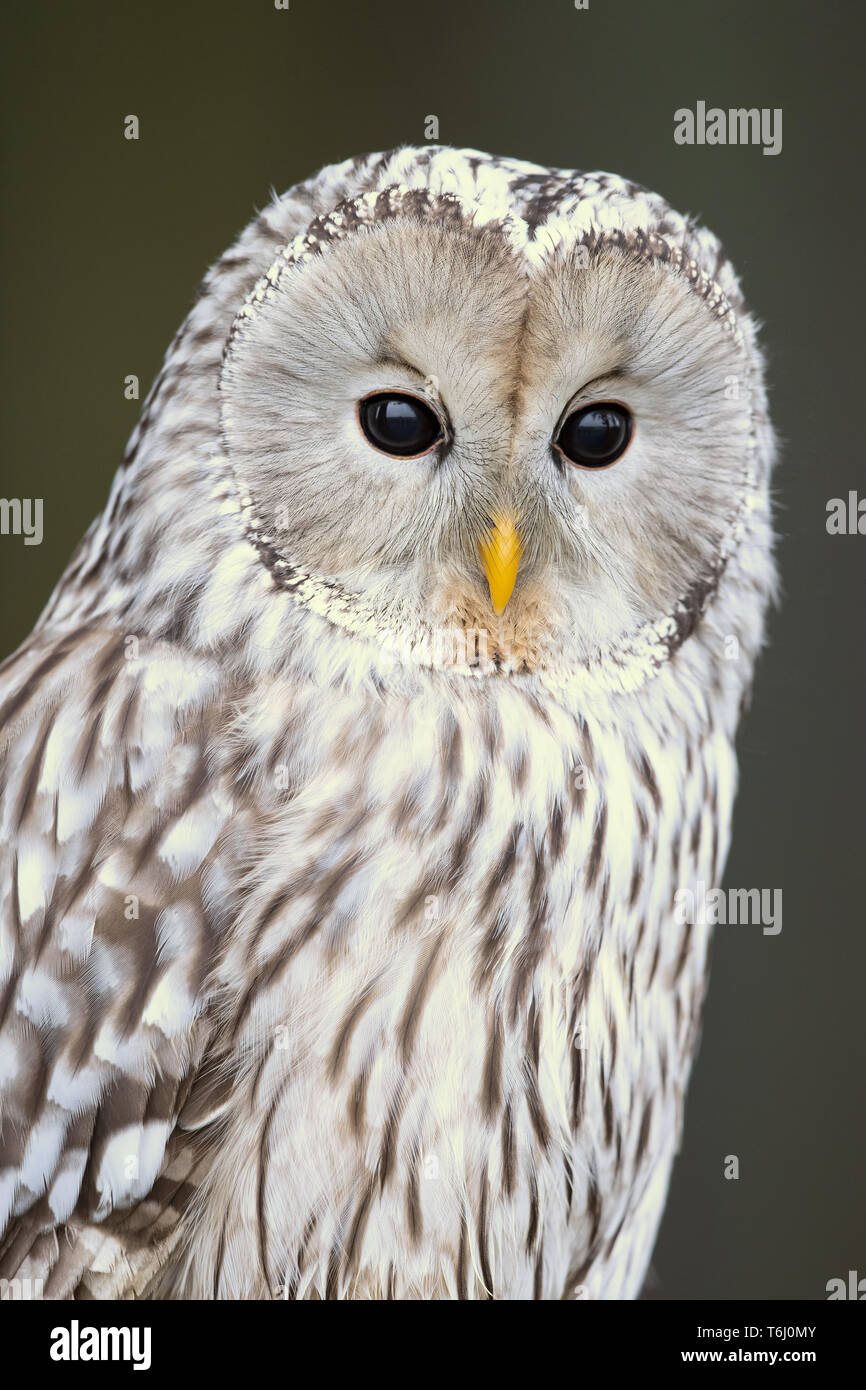 Ural owl (Strix uralensis) is a medium-sized nocturnal owl of the genus Strix, with up to 15 subspecies found in Europe and northern Asia. Stock Photo