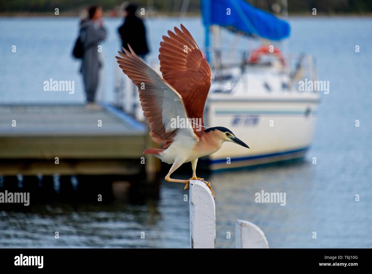 Nankeen night heron (Nycticorax caledonicus) landing, with wings spread and head tuft showing, on post at Metung marina, with boat in background Stock Photo