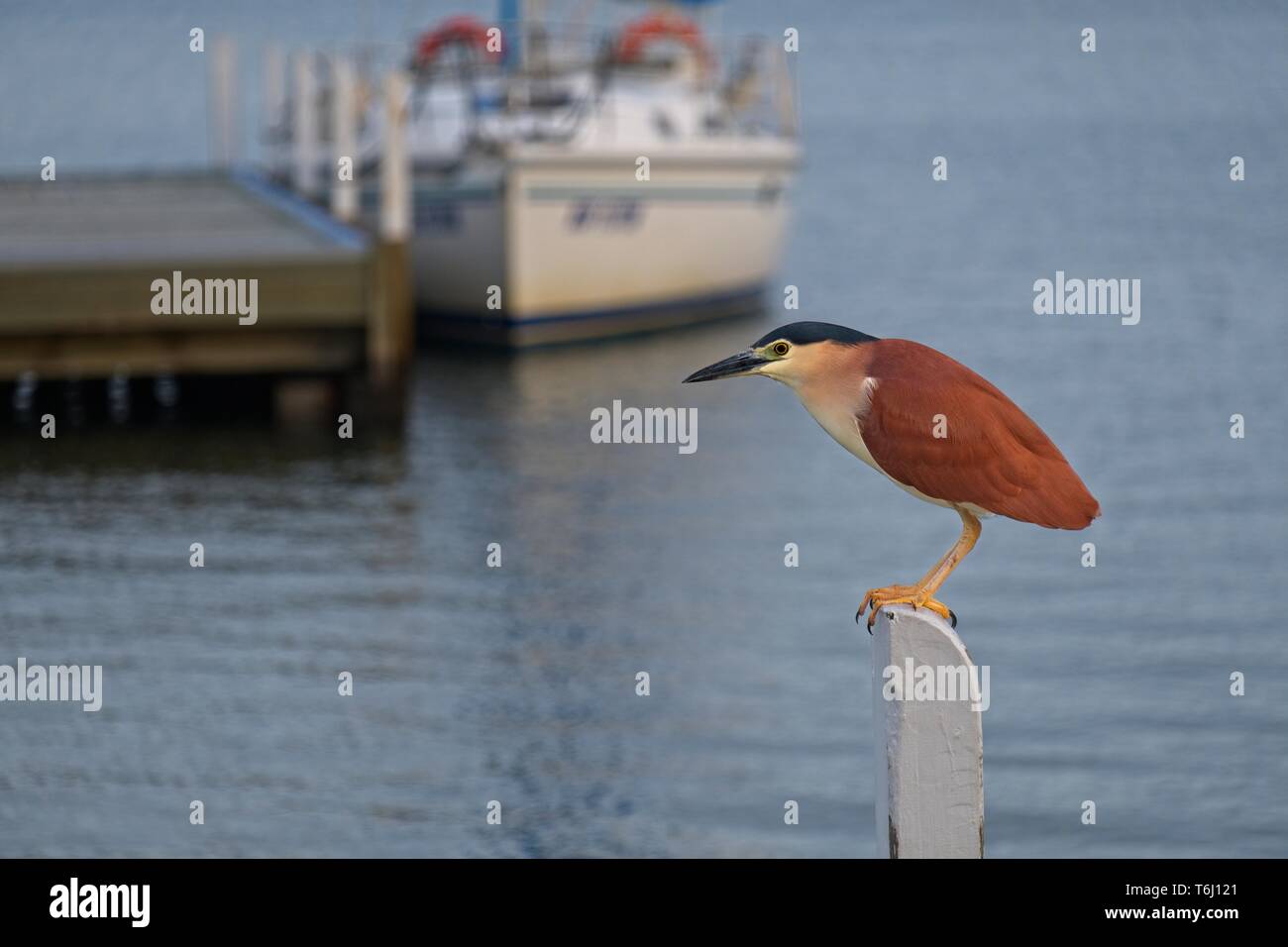 Nankeen night heron (Nycticorax caledonicus) standing on post at Metung marina, with a boat in the background Stock Photo
