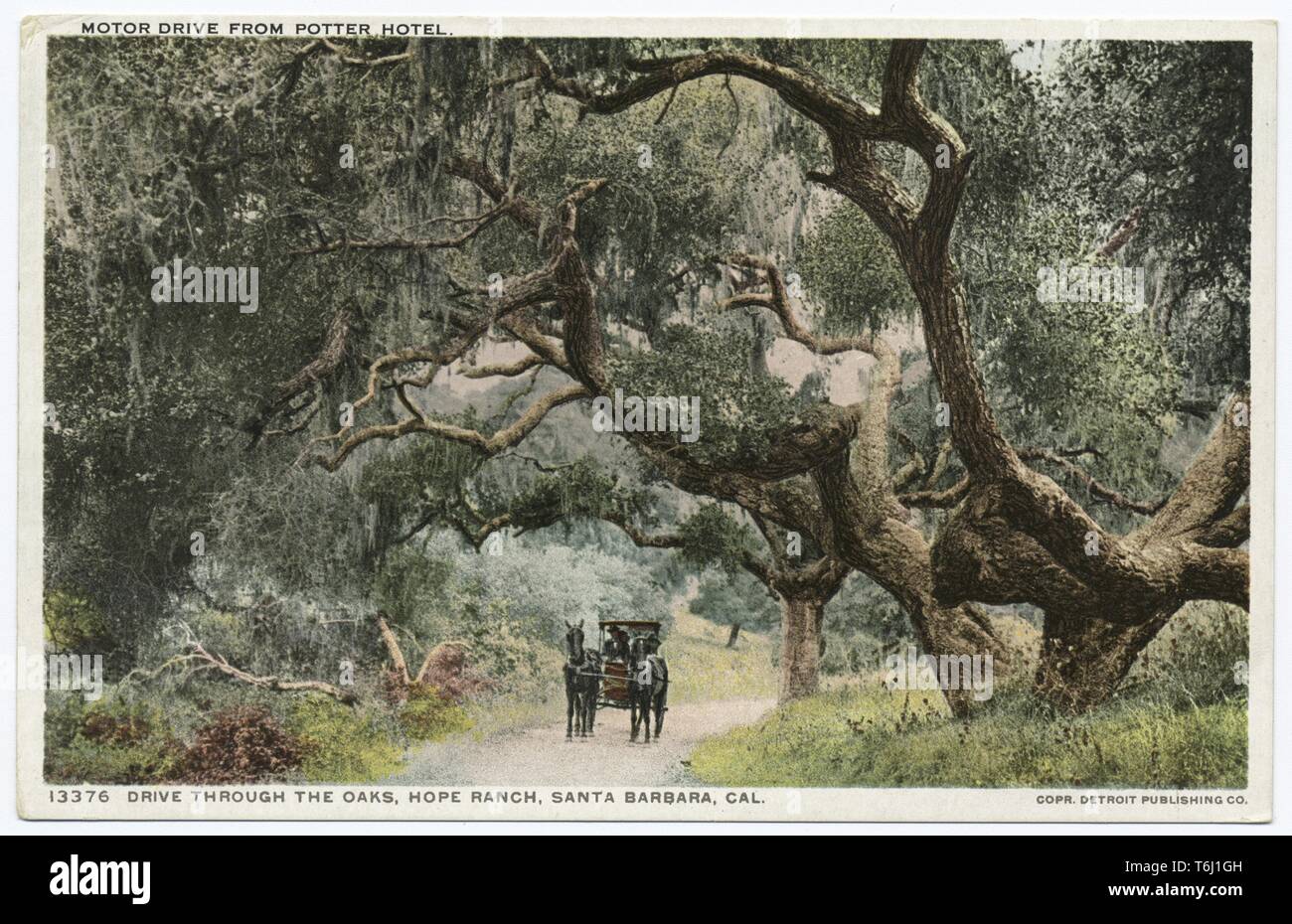 Detroit Publishing Company vintage postcard of a horse-drawn carriage driving through the oaks in Hope Ranch, Santa Barbara, California, 1914. From the New York Public Library. () Stock Photo