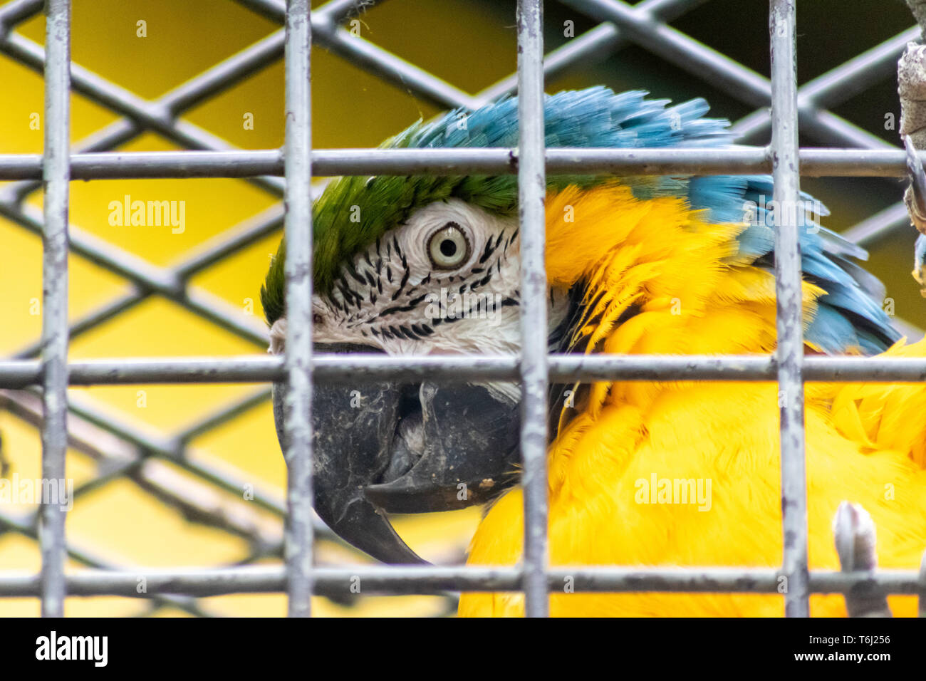 Image showcasing Blue bird cage hi-res stock photography and images - Alamy