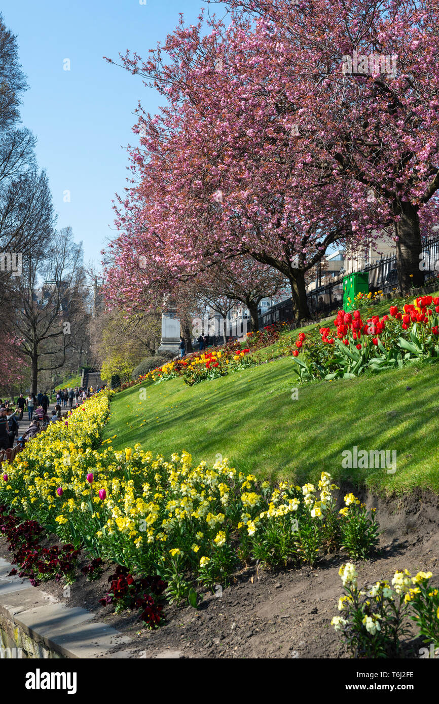 Spring flowers scotland hires stock photography and images Alamy