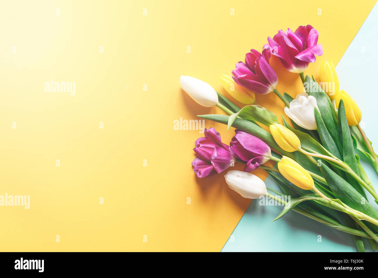 Bouquet of tulips on a two-colored background top view, the celebration of the women's holiday Stock Photo
