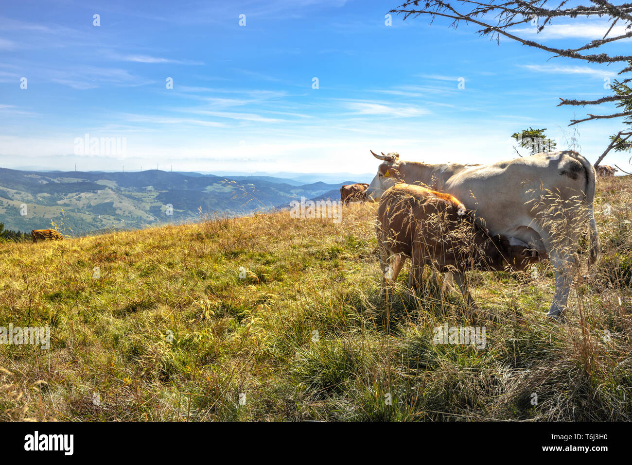 cow paddock and panorama on the hilltop of the mountain Belchen, High Black Forest, Germany, view to the Alps Stock Photo