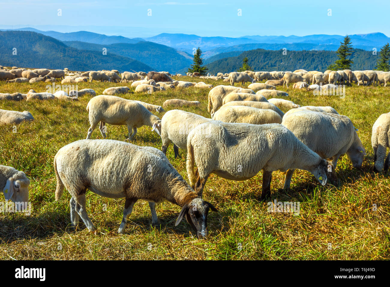 herd of sheep grazes on the hilltop of the mountain Feldberg, High Black Forest Germany, Southern Black Forest Nature Park Stock Photo