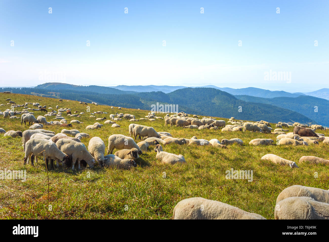 herd of sheep grazes on the hilltop of the mountain Feldberg, High Black Forest, Germany, Southern Black Forest Nature Park Stock Photo