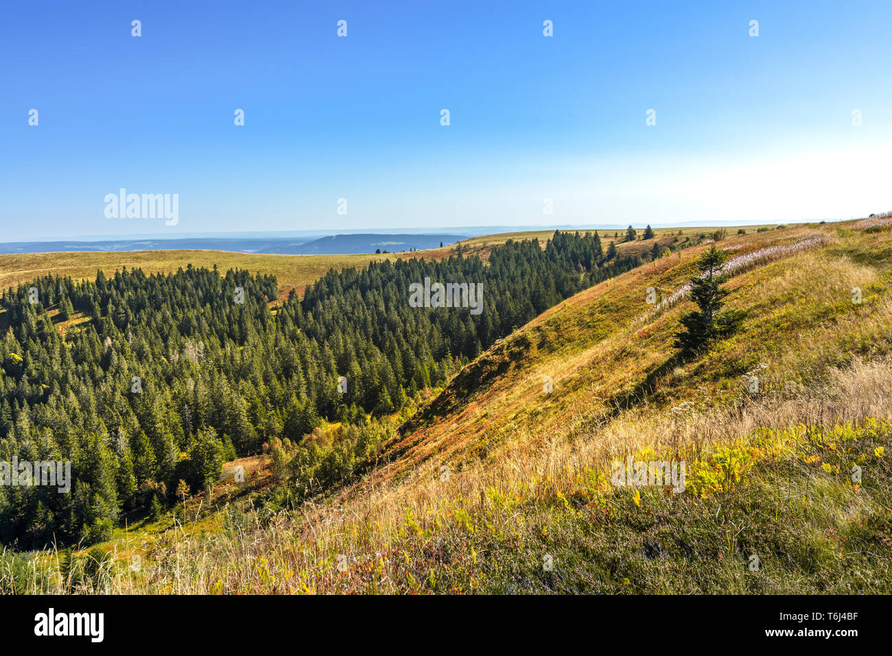 Black forest ridge hi-res stock photography and images - Alamy