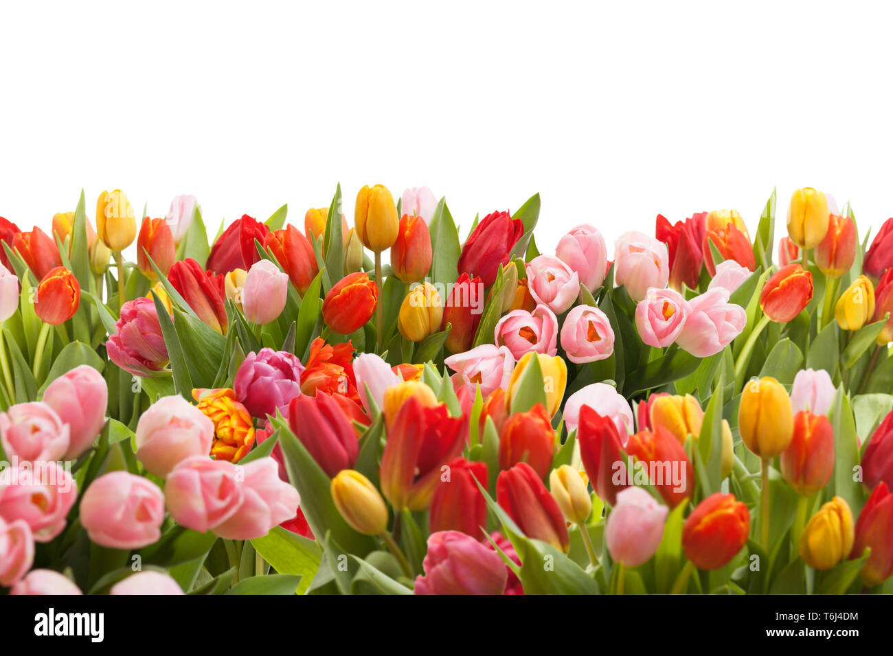 Colourful tulips isolated on white background Stock Photo - Alamy