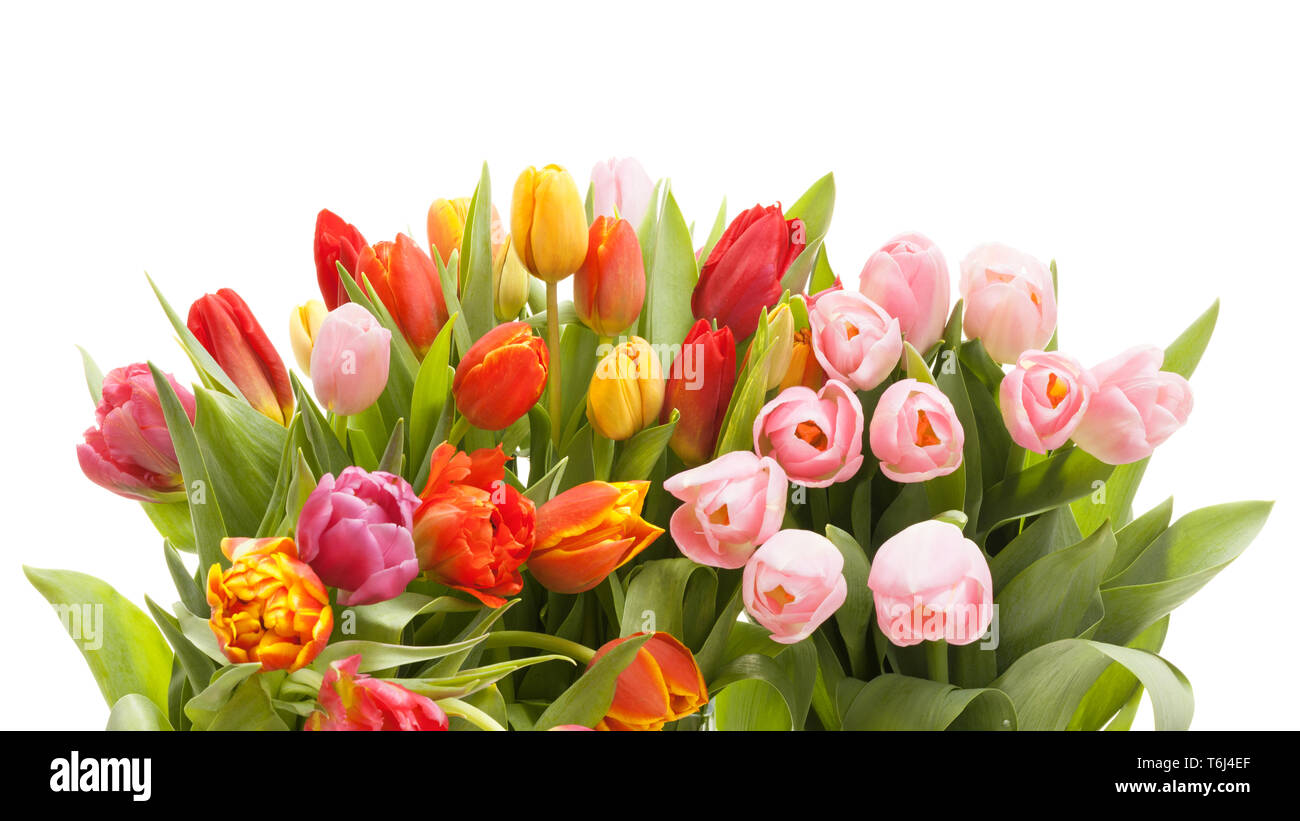 Colourful tulips isolated on white background Stock Photo - Alamy