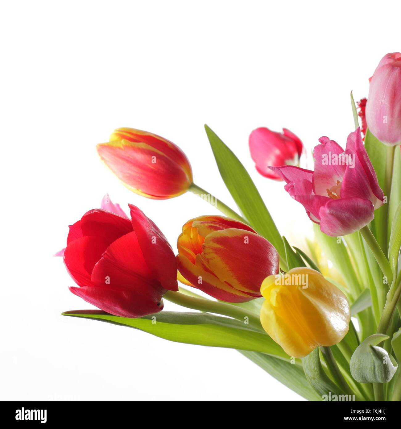 Colourful tulips isolated on white background Stock Photo - Alamy